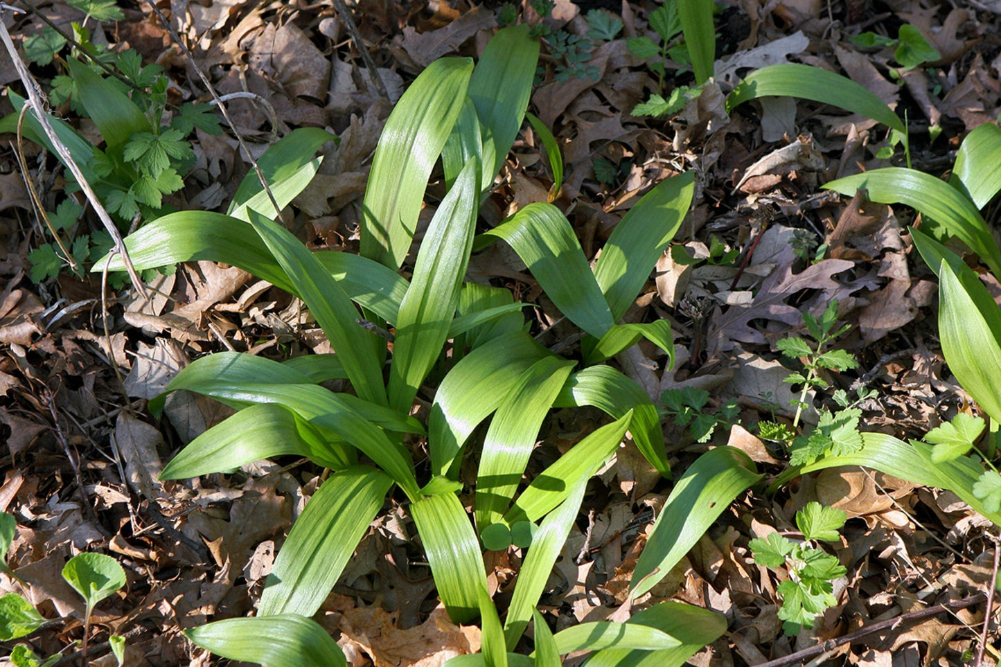 Wild Ramps Seeds - Allium tricoccum - Wild Garlic & Leek Plant Seeds for Cultivating Ramson, Edible Herb, Woodland Garden