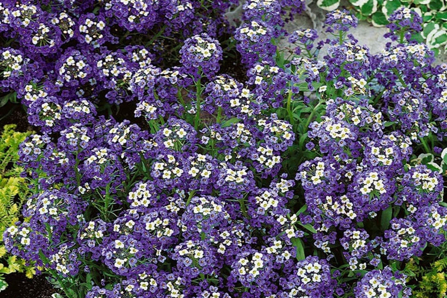 Violet Queen Alyssum Seeds, Purple Heirloom Alyssum, Non-GMO, Fragrant Pollinator Plant, Lobularia maritima