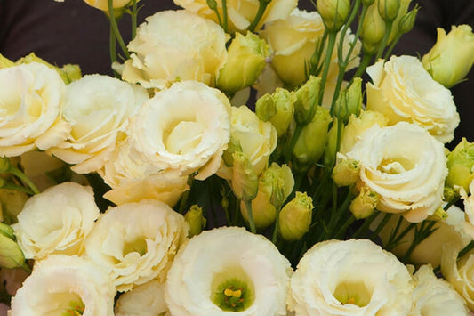 Lisianthus Seeds - Everlast Mix - Non-GMO Heirloom Flower Seeds - Eustoma grandiflorum for Garden & Cut Flowers