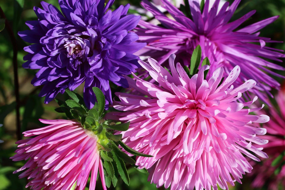 Ostrich Feather Aster Seeds | 100 Seeds | Non-GMO Heirloom | Aster amellus | Vibrant Flower Seeds for Garden