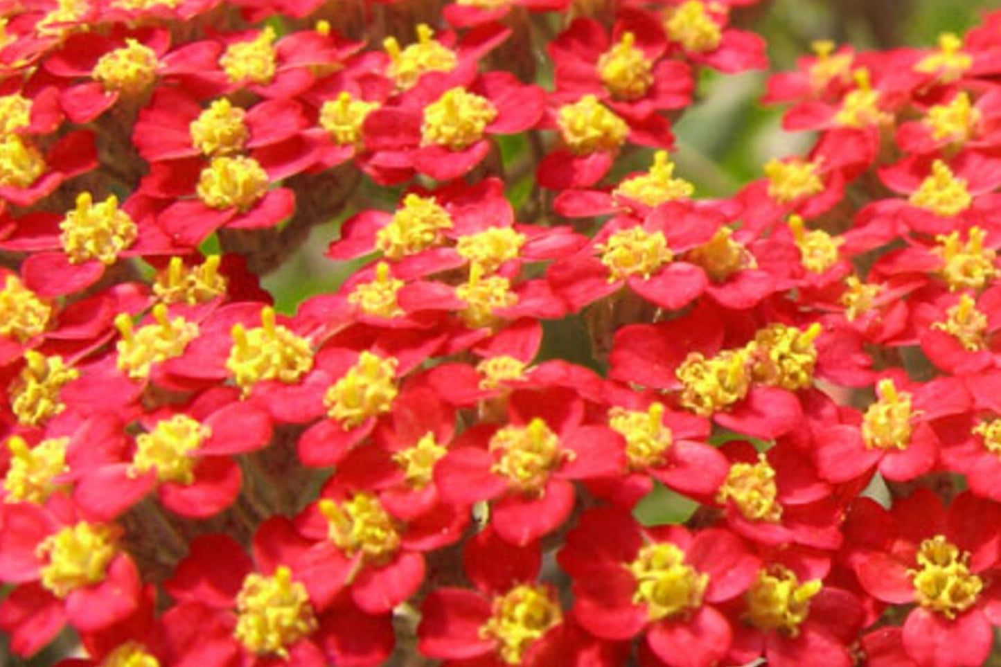 Red Yarrow Seeds – Achillea millefolium var. rubra – Non-GMO Garden Planting Seeds for Borders, Wildflowers & Cut Flowers