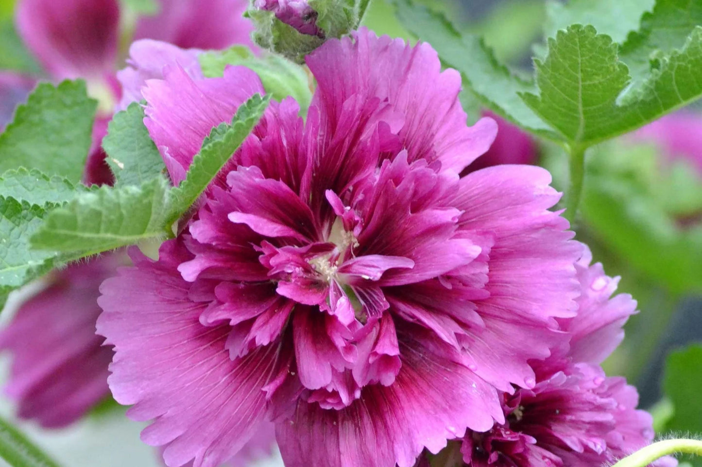 Hollyhock Seeds - Queeny Purple - Alcea rosea - 2004 AAS Winner, Perennial, Vibrant Purple Flowers, Garden Border, Cut Flower