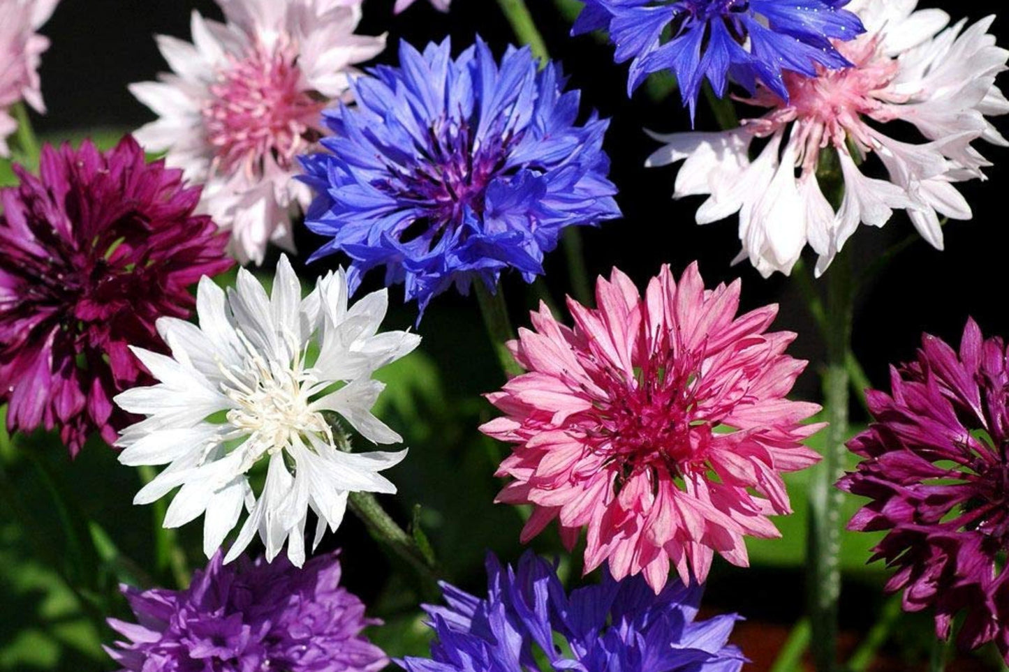 Bachelor Button Seeds, Dwarf Polka Dot Mix, Centaurea cyanus, Non-GMO Flower Seeds for Garden, Easy to Grow, Vibrant Blooming Plants