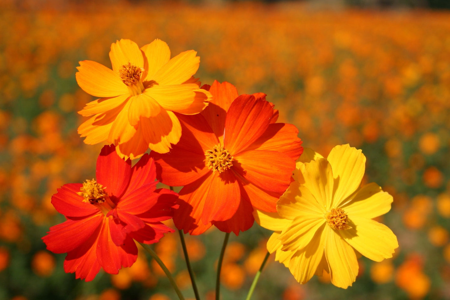 Cosmos Seeds - Bright Lights Variety - Non-GMO Flower Seeds for Gardens - Cosmos bipinnatus - Vibrant Colorful Blooms