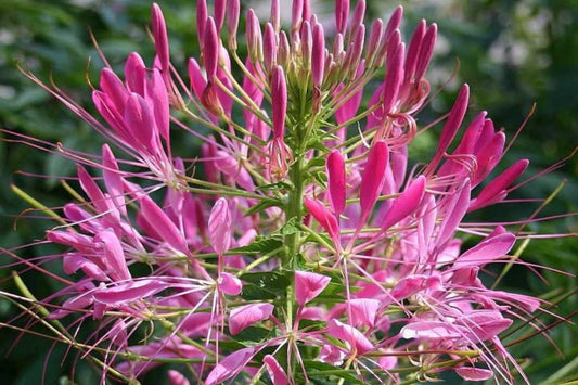 Mixed Colors Cleome Seeds – Non-GMO Flower Seeds for Gardens & Flower Beds, Cleome hassleriana, 100-2,000 Seeds