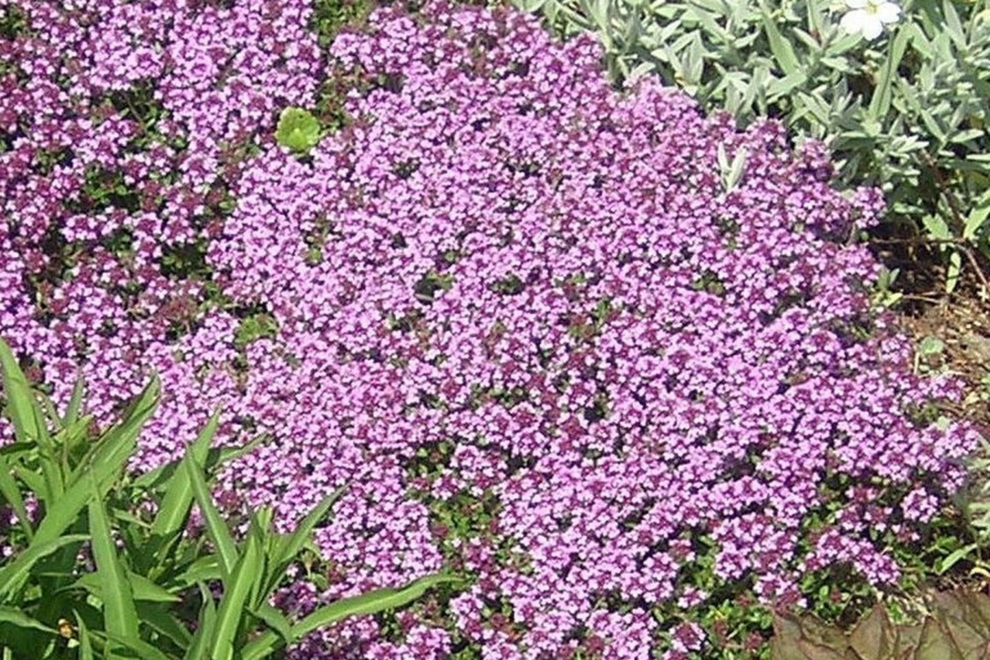 Creeping Elfin Thyme Seeds - 5,000 Count Ground Cover for Rock Gardens - Thymus serpyllum, Aromatic, Low-Growing Plant