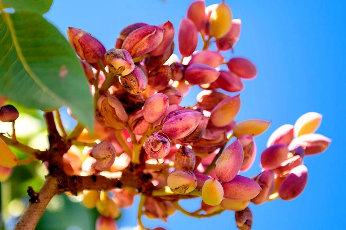 Pistachio Nut Tree Seeds - Edible Garden Plant - Hardy Zone 7 - Pistacia vera