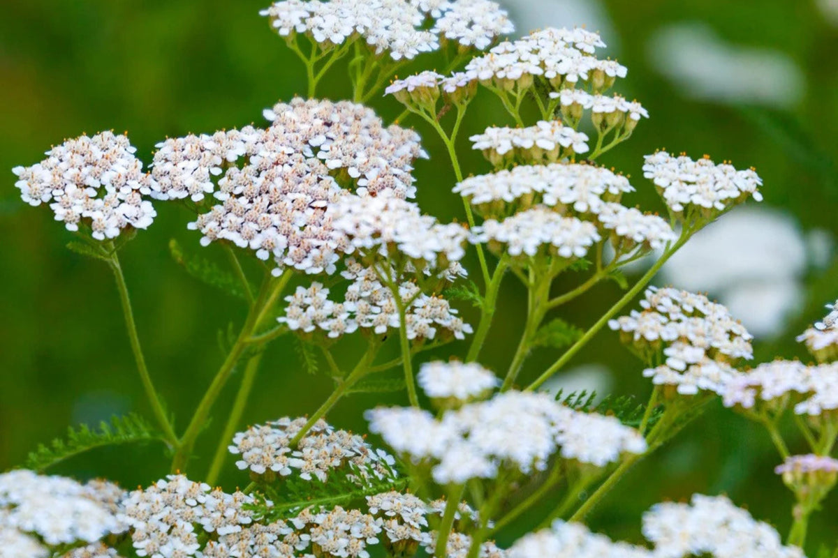 White Yarrow Seeds, Non-GMO, Fragrant White Flowers, Achillea millefolium, Drought Tolerant, USDA Zones 3-9, Easy to Grow