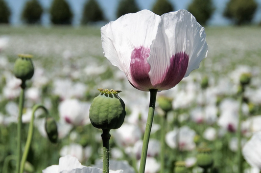 Organic Tasmanian Papaver Somniferum Poppy Seeds - 20,000 Stratified Seeds for Planting, Garden, Greenhouse