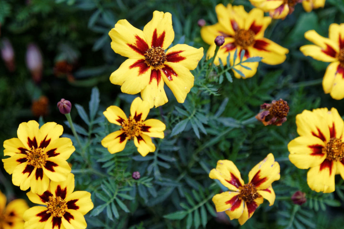 Dainty Marietta Dwarf Marigold Seeds, Yellow & Red Blooms, Tagetes patula, Non-GMO, Pest Repellent, USDA Zones 1-10