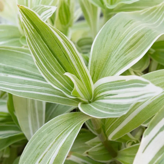Tradescantia fluminensis ‘Variegata’ Cuttings – Cream & Green Variegated Stems for Indoor Trailing Vine or Outdoor Container Plant