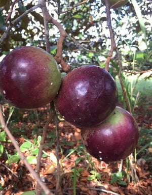 4 Star Apple Tree Cuttings | Chrysophyllum cainito | Unrooted Grafting Wood | Tropical Caimito Fruit Tree | Rare Exotic Variety