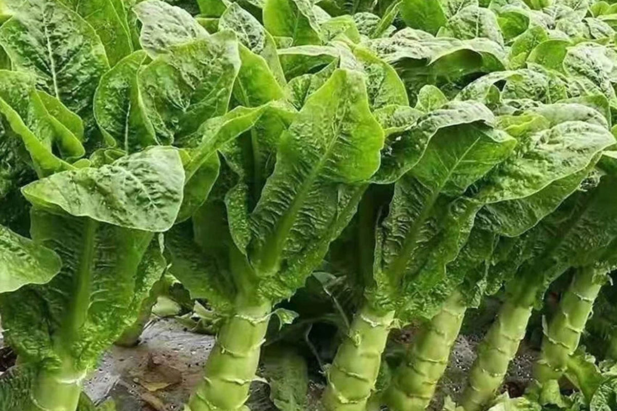 Asparagus Lettuce Seeds 500mg - New Yu Mai Celtuce Heirloom Non-GMO - Crisp Stems & Leaves - Lactuca sativa var. angustana