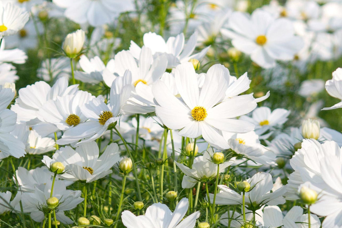 Purity Cosmos Seeds - Non-GMO, Fast Growing, Pure White Blooms, Cosmos bipinnatus, USDA Zones 2-10, Ideal for Cutting Gardens