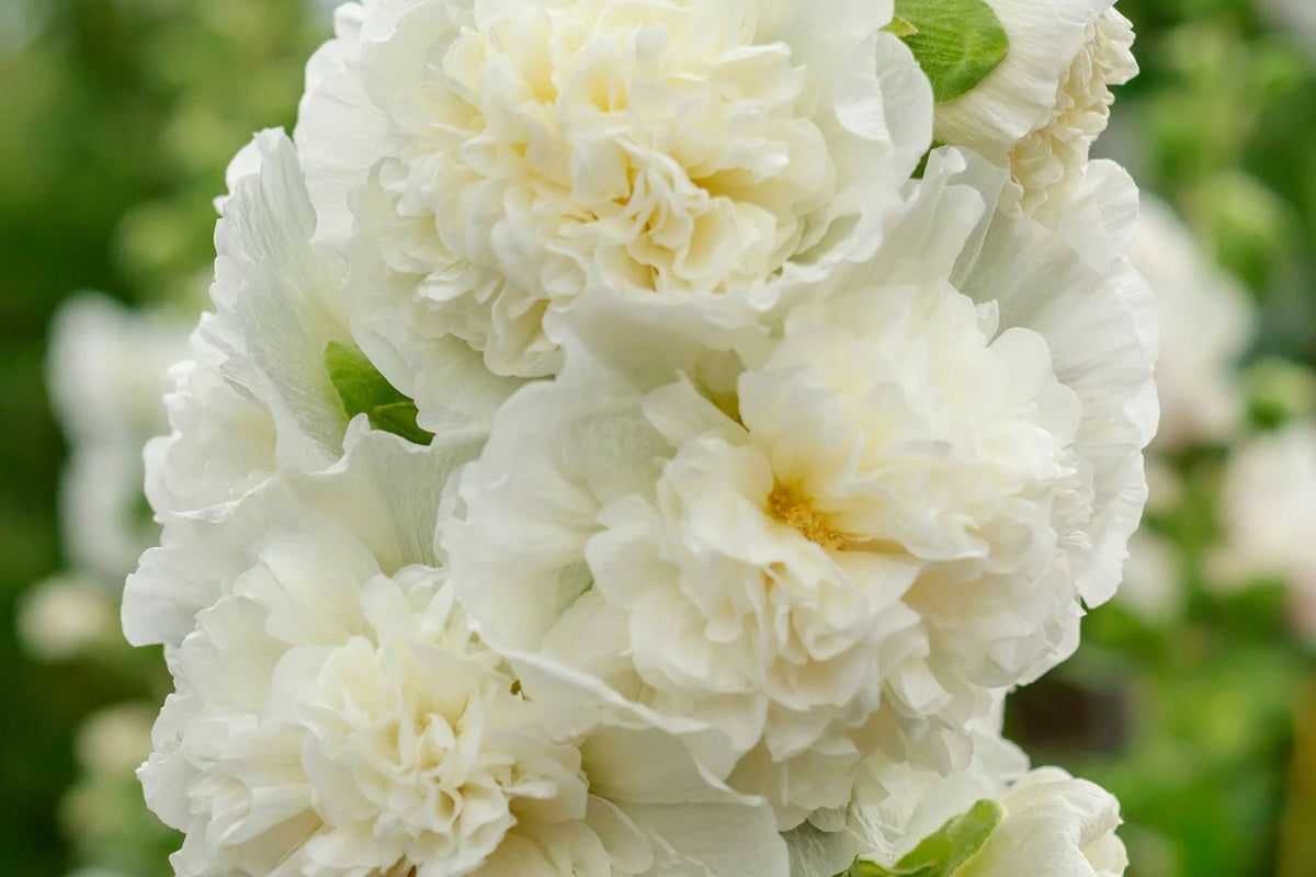 Hollyhock Seeds - Chaters Double White - Alcea rosea - Non-GMO - Attracts Pollinators - Full Sun - USDA Zones 3-8