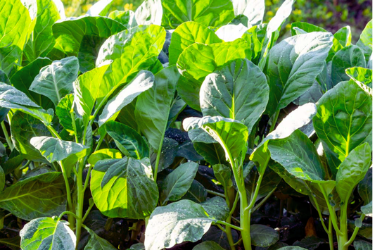 Kai-lan Seeds | Chinese Broccoli, White-Flowering Variety | Brassica oleracea var. alboglabra | Edible Greens