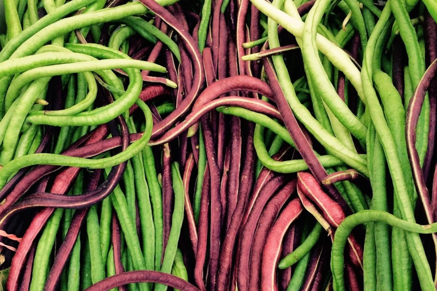 Red Noodle Yardlong Bean Seeds – Asparagus & Chinese Long Bean, Heirloom Vigna unguiculata sesquipedalis
