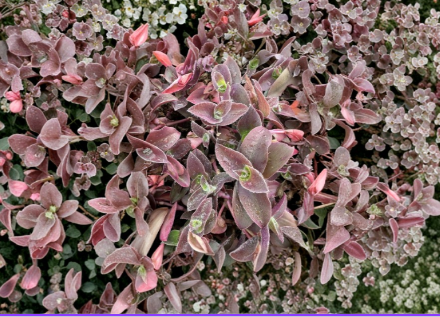 Tradescantia Pale Puma Cuttings – 5 Live Unrooted Fuzzy Tradescantia sillamontana Propagation Plants