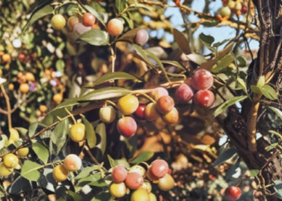 Arbequina Olive Tree Live Plant Small Rooted Starter for Container or Garden Oleaeuropaea