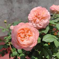 Elena Rose Live Plant – Coral Pink Double Cut Rose – Garden or Container Plant – Rosa ‘Elena Rose’