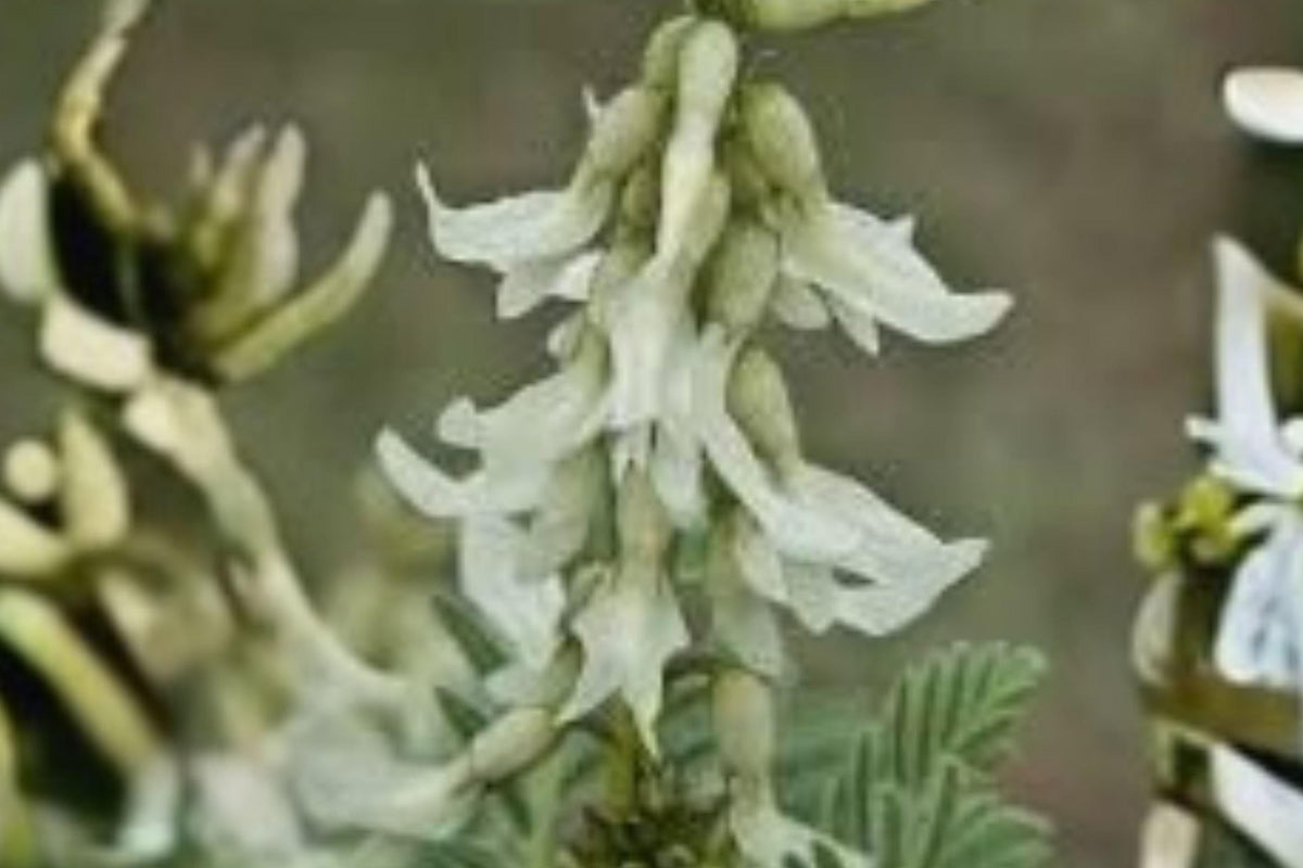 30 Seeds Astragalus drummondii — Woolly Milkvetch, Hardy Native Perennial for Dry & Open Landscapes