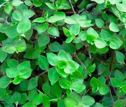 20 Unrooted Callisia repens Dwarf Wandering Jew Cuttings | Mini Trailing Plant for Terrariums & Hanging Baskets
