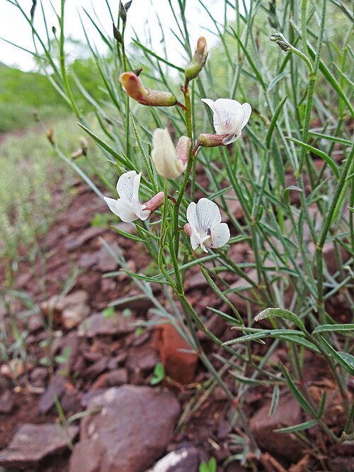 Astragalus convallarius Seeds – Whisk Broom Milkvetch Native Perennial Wildflower, 15 Non-GMO Pollinator Garden Seeds