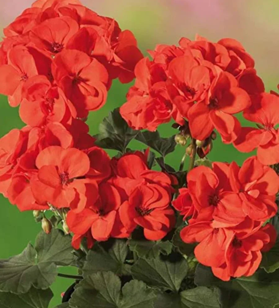 5 Orange Red Pelargonium Zonal Geranium Cuttings | 6-Inch Live Starter Plants for Garden, Container, and Indoor Blooms
