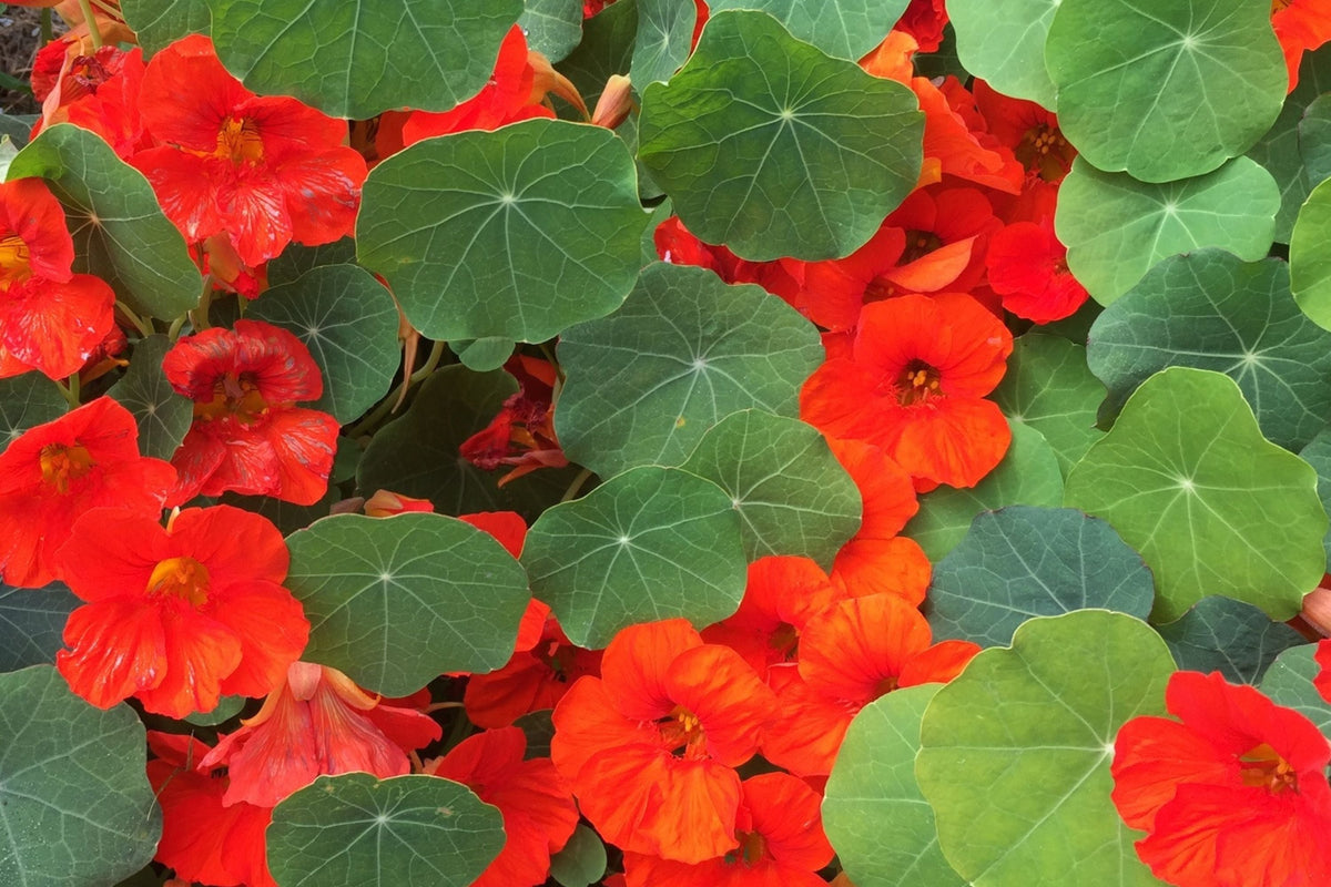 Empress Of India Nasturtium Seeds | Crimson Edible Flowers | Non-GMO | Tropaeolum minus | Compact & Fragrant