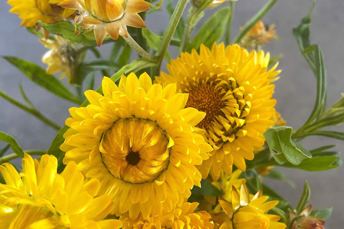 Golden Yellow Strawflower Seeds | Non-GMO | Easy to Grow | Helichrysum bracteatum | Everlasting Blooms for Dried Flowers