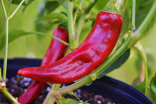 Kung Pao Pepper Seeds | Non-GMO Red Chili & Guajillo Pepper | Capsicum annuum for Spicy Culinary Use