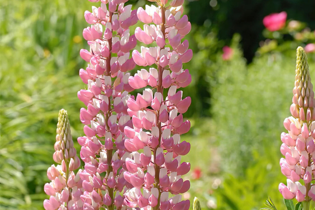 Chatelaine Lupine Seeds | Rosy Pink & White Flowers | Non-GMO | Attracts Hummingbirds & Butterflies | Lupinus polyphyllus