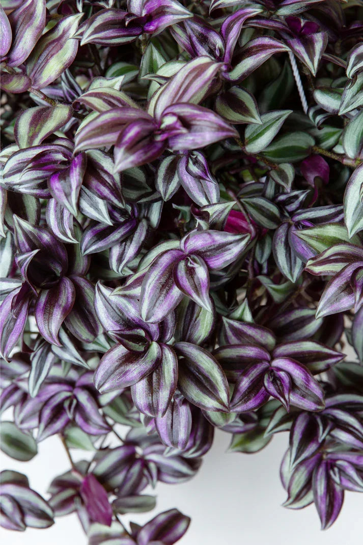 10 Wandering Jew Plant Cuttings | Tradescantia Zebrina | Purple Inch Plant Unrooted Vines for Indoor Gardening
