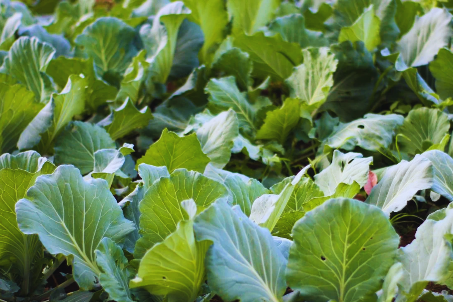 Gai Lan Seeds, Huge Stem Chinese Broccoli, Big Stem Kai Lan, Brassica oleracea var. alboglabra, Nutritious Leafy Greens