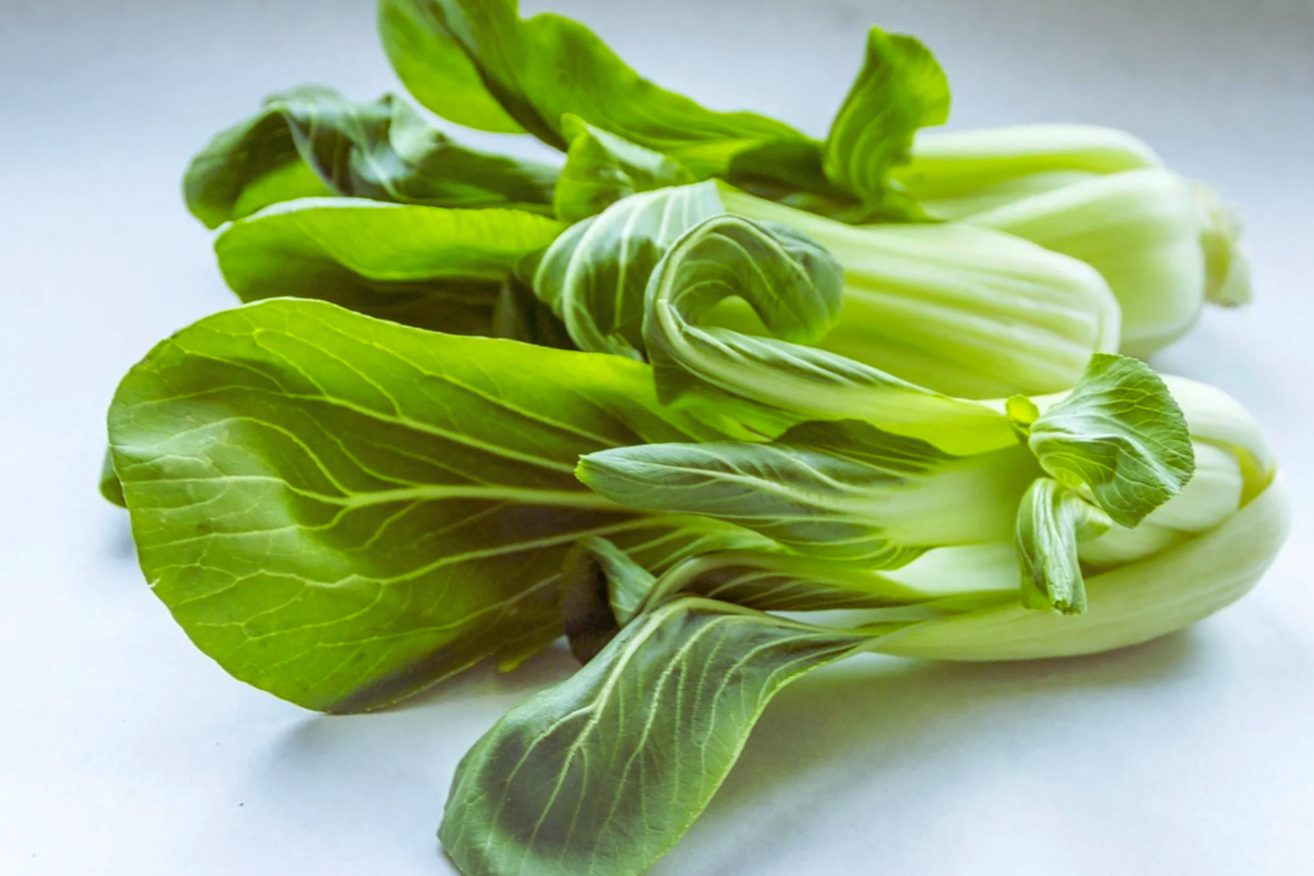 Chinese Mustard Seeds | Brassica juncea | Asian Mustard Green, Kai Choi, Gai Choy Seeds