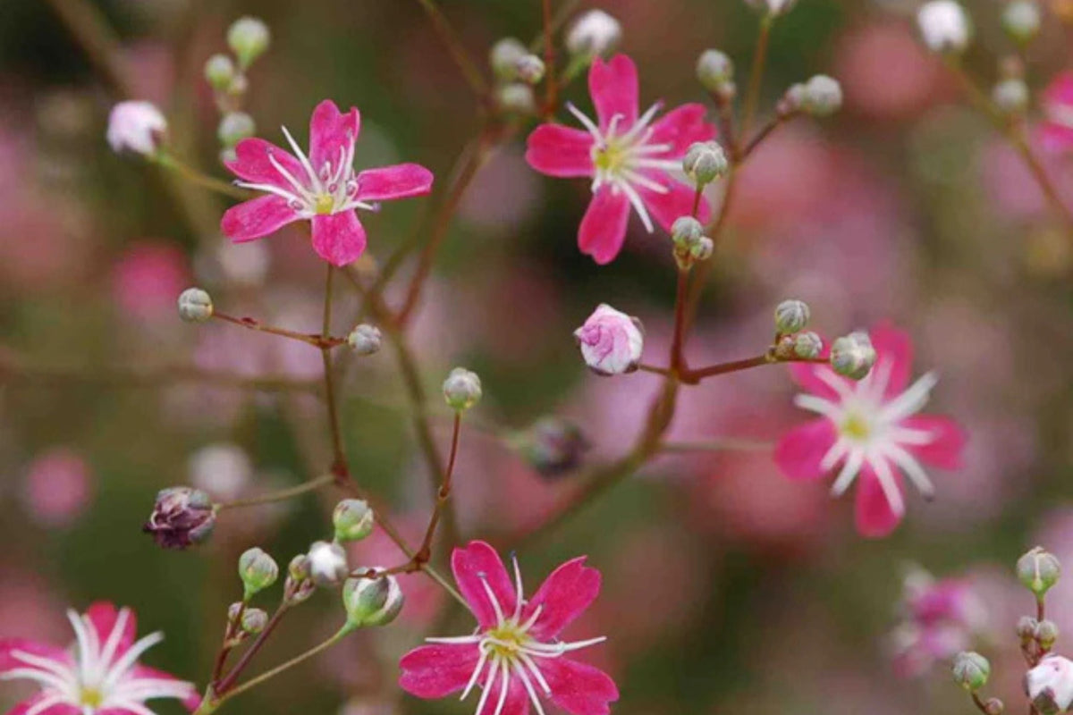 Crimson Red Carmine Baby's Breath Seeds | Non-GMO Pink-Red Blooms | Gypsophila elegans | Cut Flower Garden Seeds