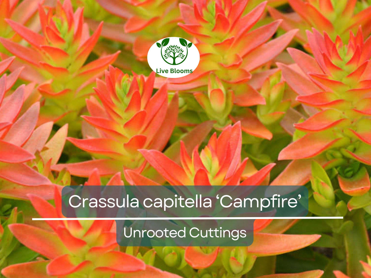 3 Crassula capitella Campfire Succulent Cuttings - Unrooted Red Green Jade Plant - Home Decor Gardening Gift