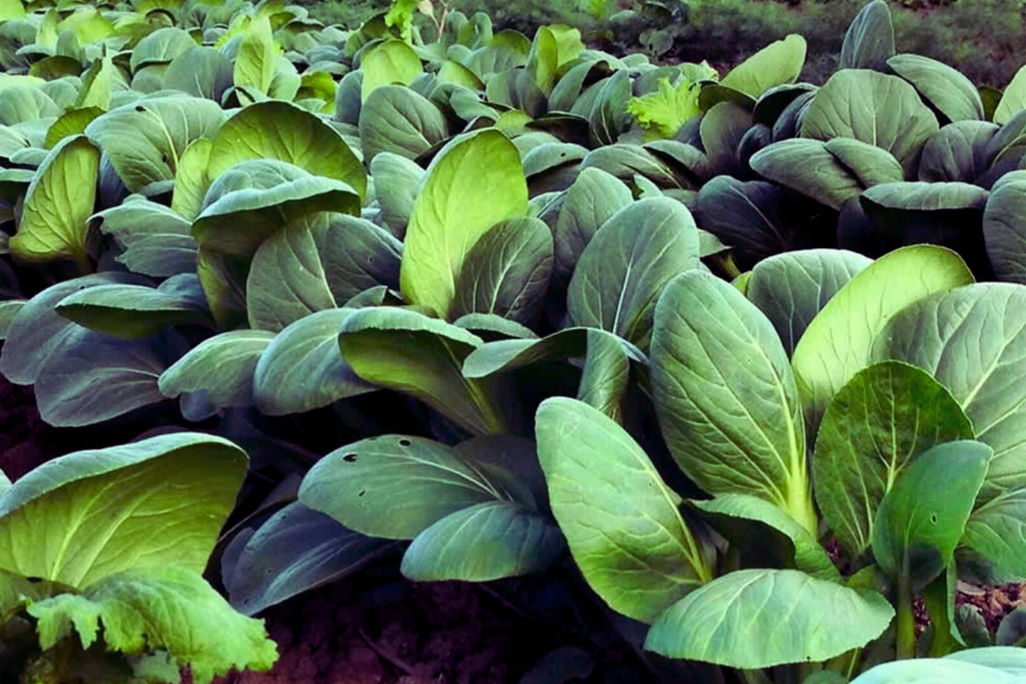Pak Choi Seeds, Green Stem, Shanghai Variety, Non-GMO Brassica rapa subsp. chinensis, Cool-Season Vegetables