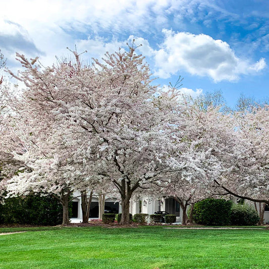 Live Yoshino Cherry Tree Bareroot 1–2ft Pink White Blossoms Prunus x yedoensis Ornamental Garden Plant