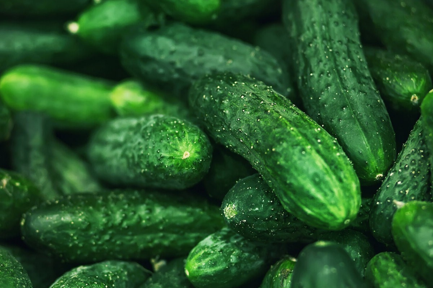 Spacemaster Cucumber Seeds | Organic Non-GMO Cucumis sativus | Compact Bush-Type, Full Sun, Edible, Garden & Container Plant
