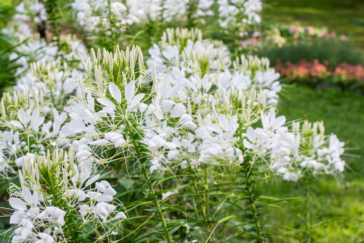 White Queen Cleome Seeds | Non-GMO | Fragrant White Blooms | Pollinator Friendly | Cleome hassleriana | 100-2,000 Seeds