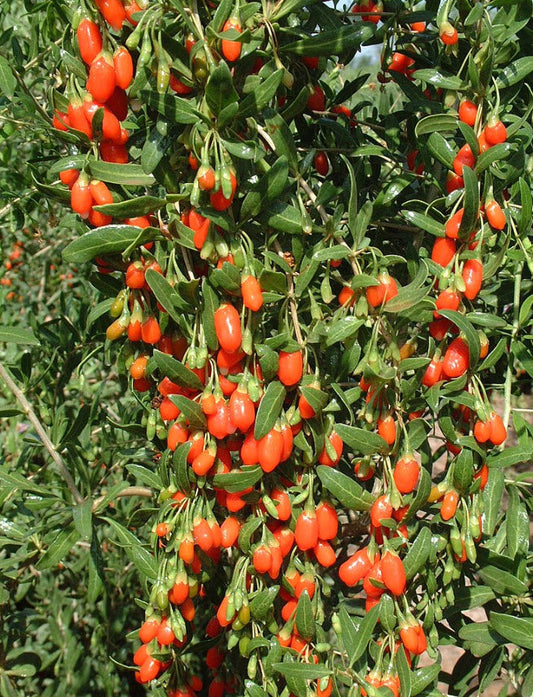 Live Goji Berry Plant in 6-inch Pot – Lycium barbarum Superfruit Bush, Edible Berries, Cold Hardy, Fast Growing, Mature Starter