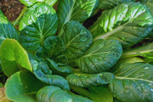 Organic Green Tatsoi Seeds | Non-GMO Brassica Rapa Vegetable Seeds for Gardening