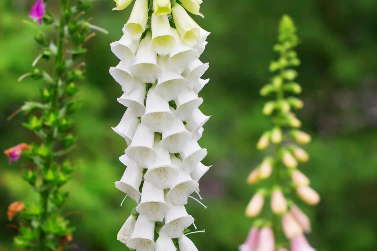 Alba Foxglove Seeds | Non-GMO | Pure White Blooms | Digitalis purpurea | Pollinator-Friendly | Heirloom Flower Seeds