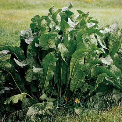 Organic Horseradish Plants – Live Bareroot Roots for Planting, Spicy Perennial Herb, Allium rusticanum, Set of 2