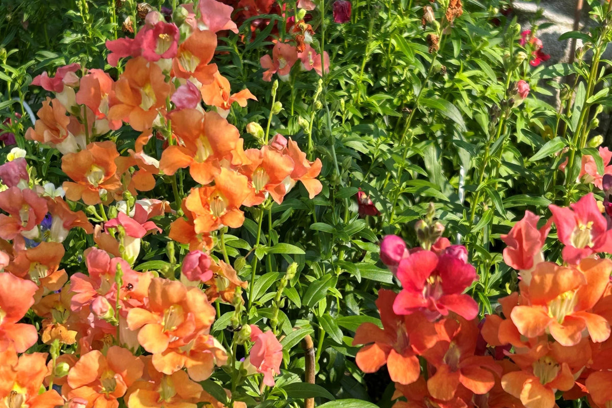 Chantilly Mix Snapdragon Seeds - 1000+ Seeds - Tall Cut Flowers - Antirrhinum majus - USA Grown - Pollinator Friendly