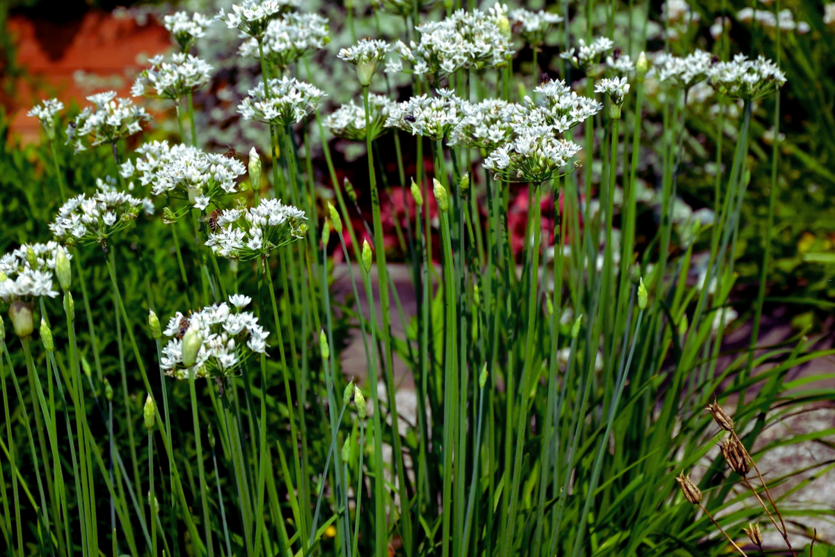 Garlic Chive Seeds | Allium Tuberosum | Chinese Chive | Herb Garden Essentials