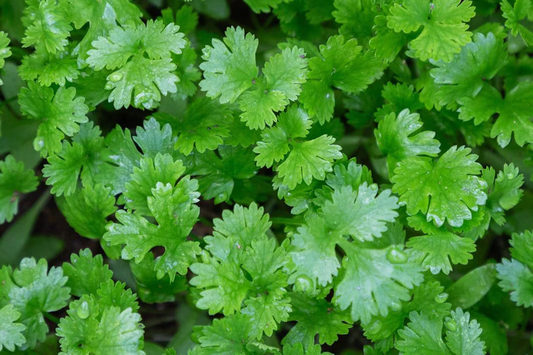 Italian Giant Parsley Seeds | Flat Leaf Herb Seeds | Petroselinum crispum | Heirloom Vegetable Seeds for Culinary Use