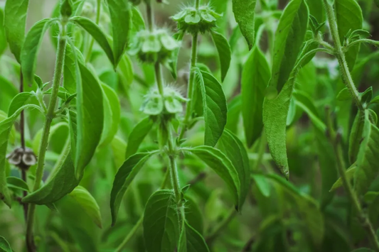 Lemon Basil Seeds | Thai, Persian, Lao, White Varieties | Ocimum basilicum | Culinary Herb Seeds