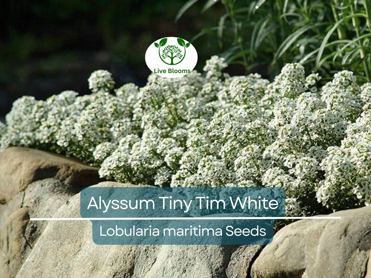 20 Live Bare Root Fish Mint Plants | Houttuynia Cordata | Edible & Medicinal Asian Herb | Fast-Growing Ground Cover